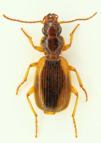 Réf. 244 361 : Cymindis cingulata